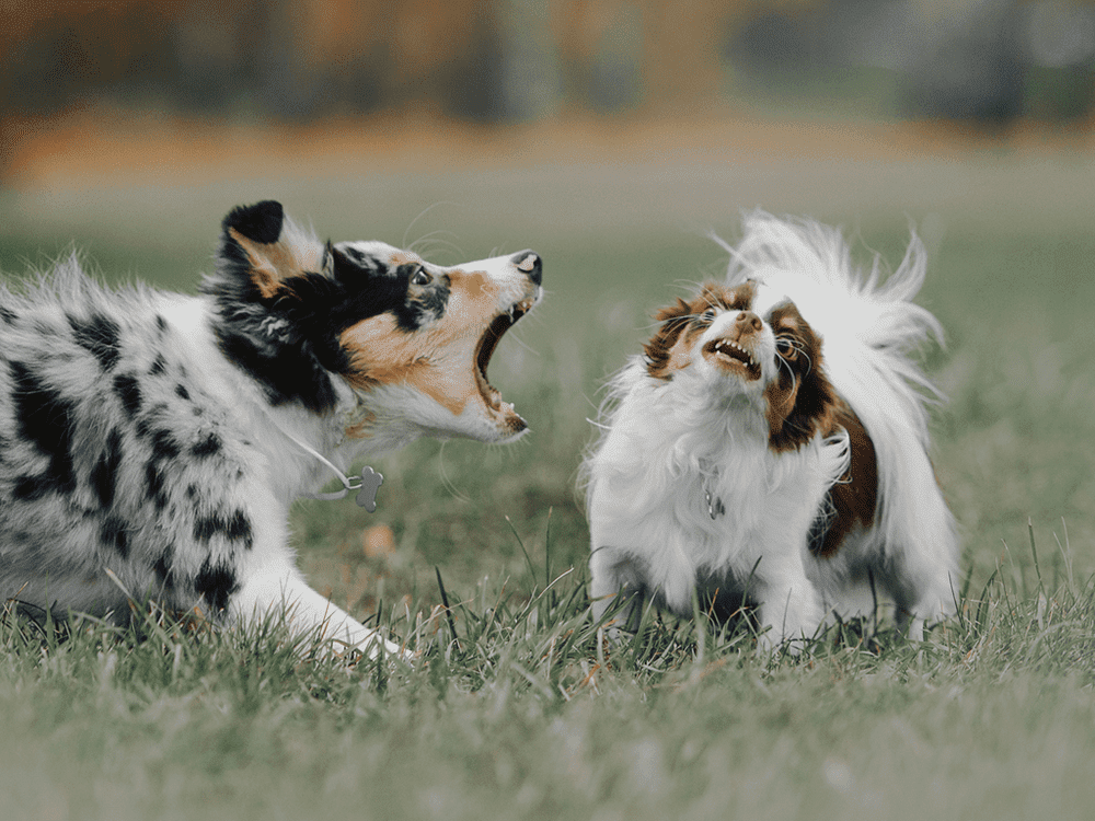 Aggression Hundebegegnungen