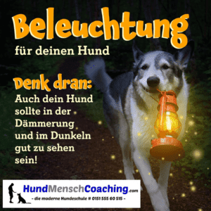 Beleuchtung Hund