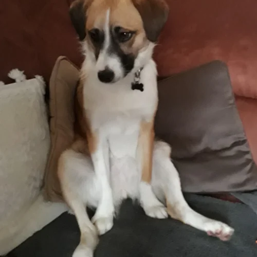 Puna